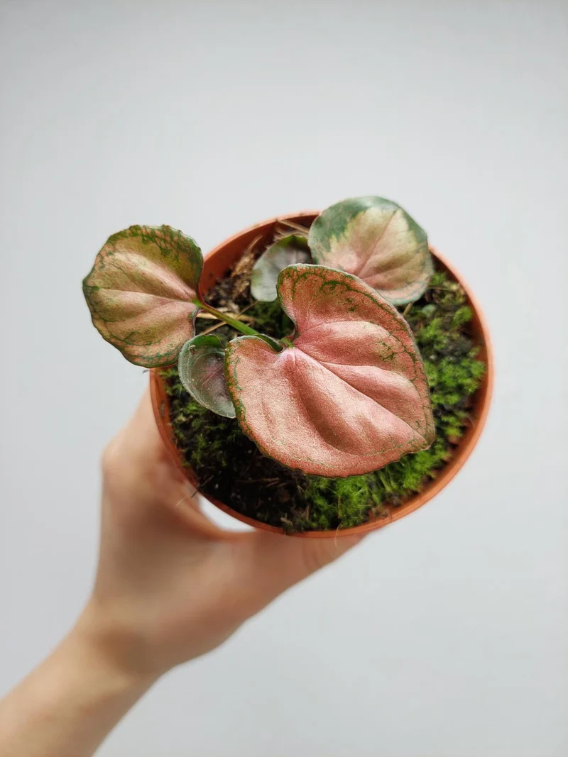 Syngonium Orm Nak