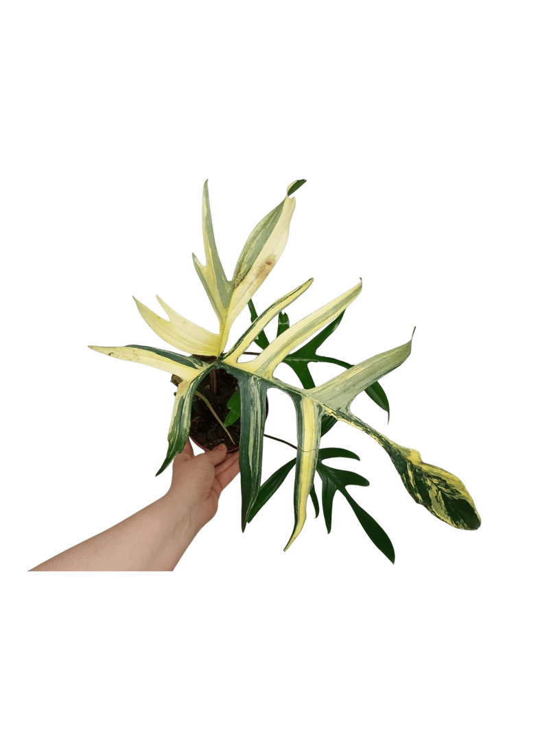 Philodendron Polypodiodes Variegata