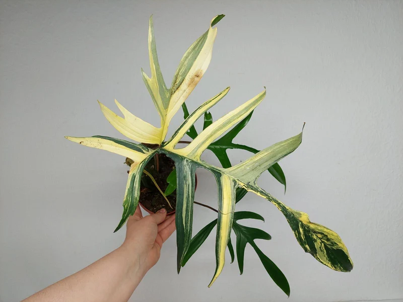 Philodendron Polypodiodes Variegata