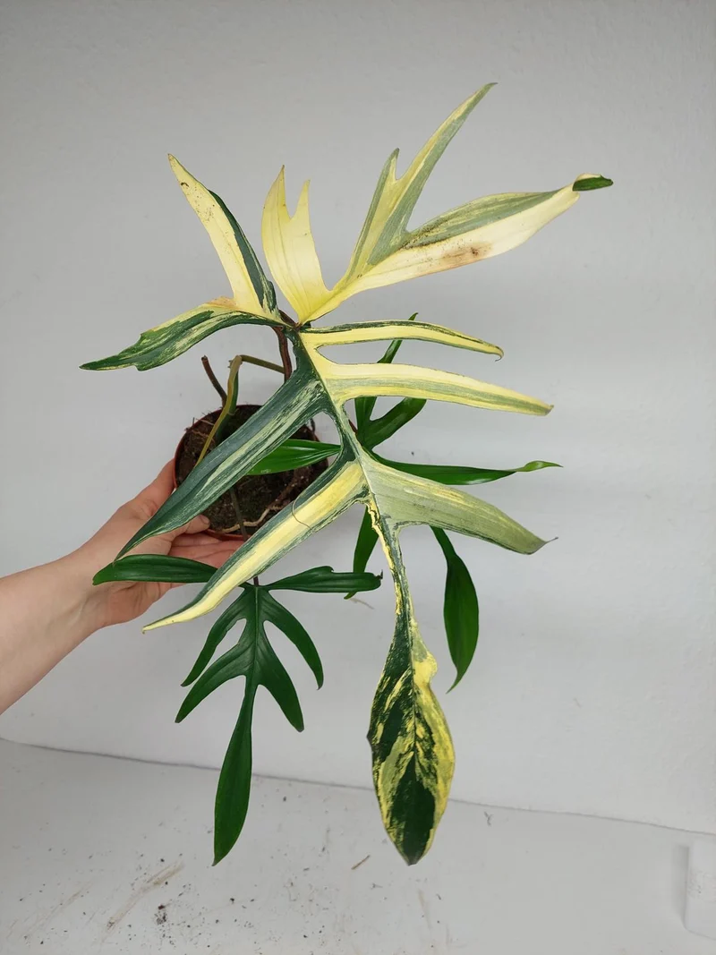 Philodendron Polypodiodes Variegata