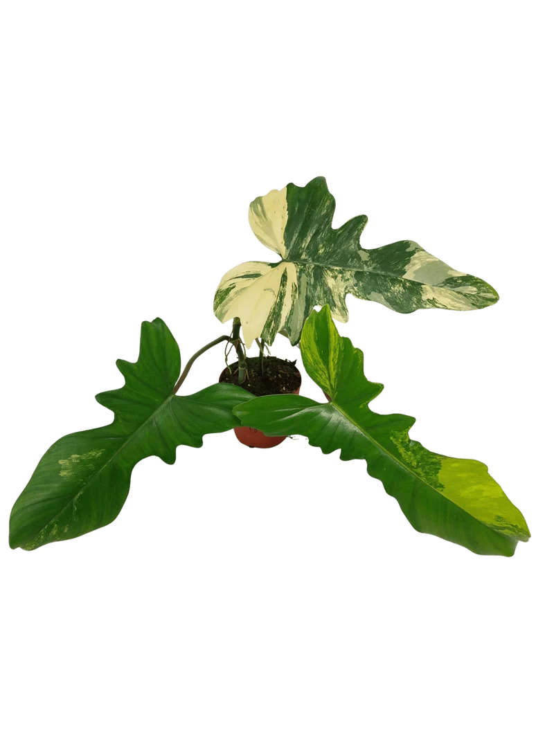 Philodendron Florida Beauty x Mayoi Variegata