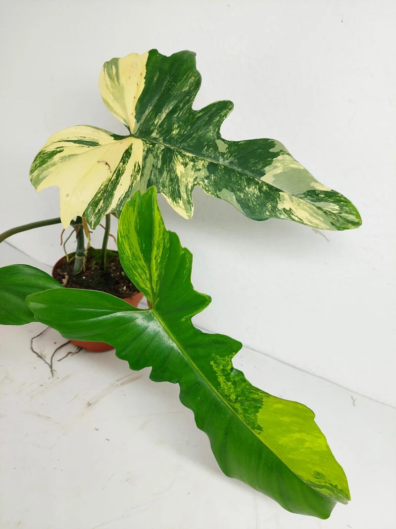 Philodendron Florida Beauty x Mayoi Variegata