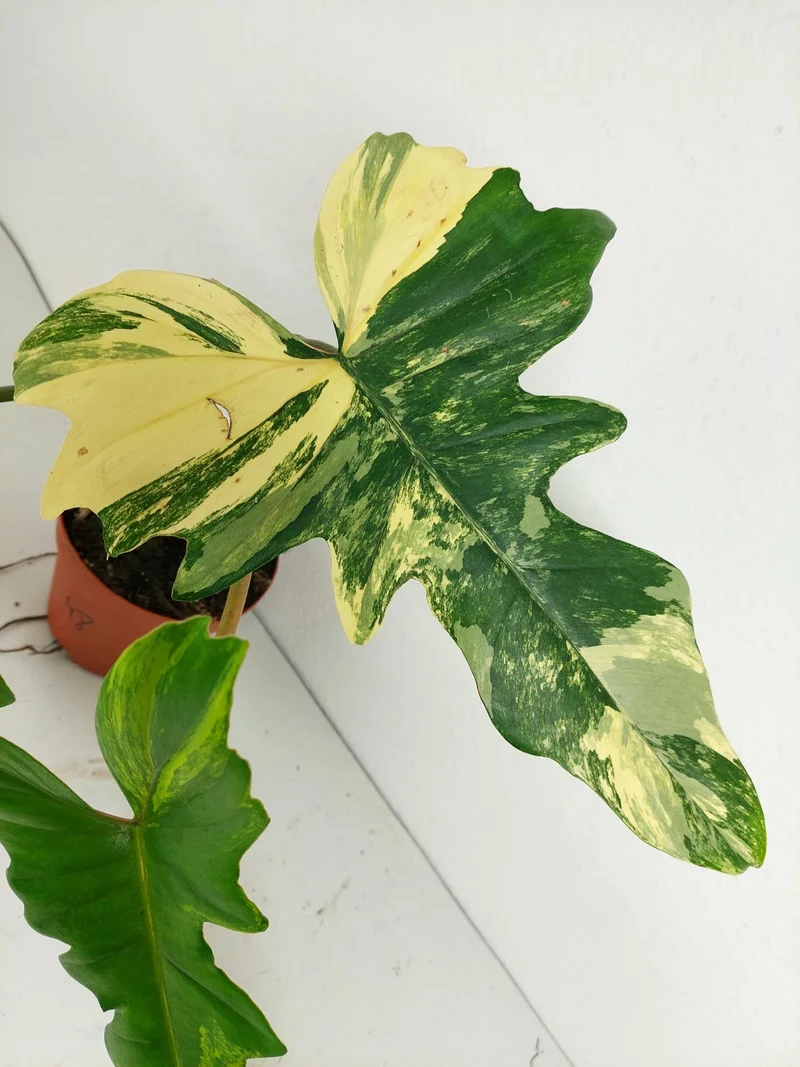 Philodendron Florida Beauty x Mayoi Variegata