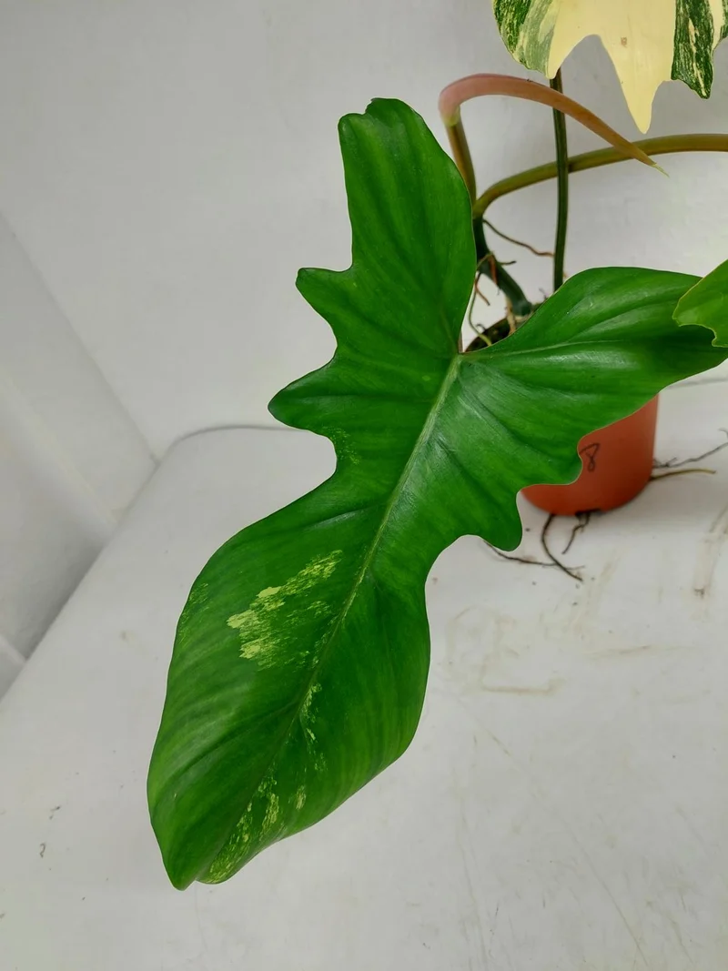 Philodendron Florida Beauty x Mayoi Variegata