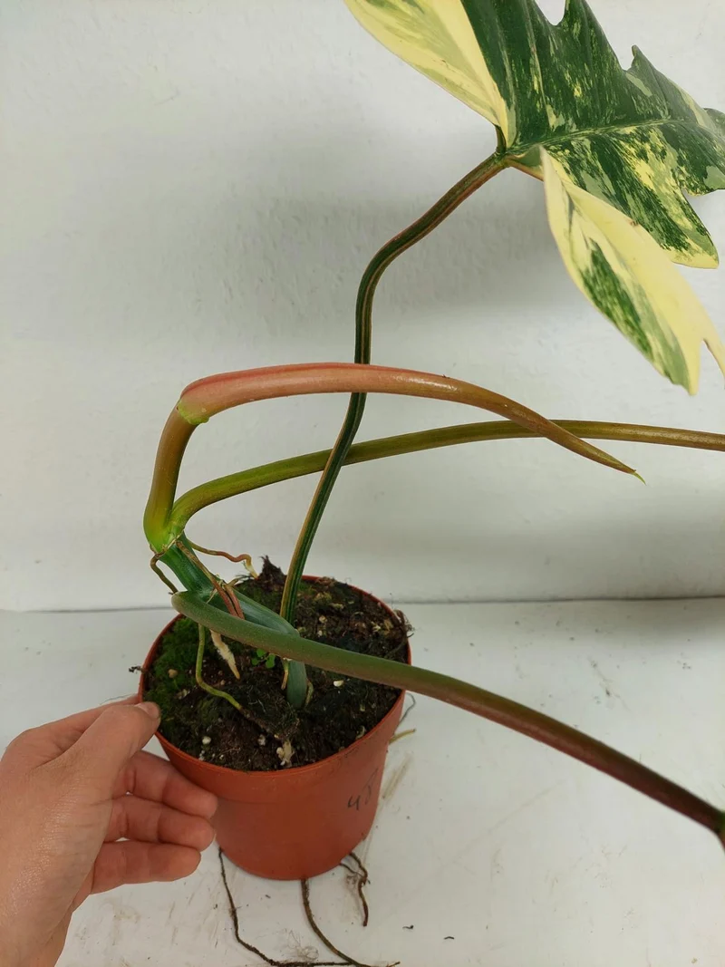Philodendron Florida Beauty x Mayoi Variegata