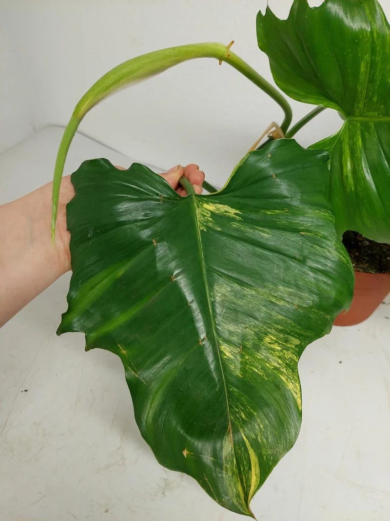 Philodendron Florida Beauty x Mayoi Variegata
