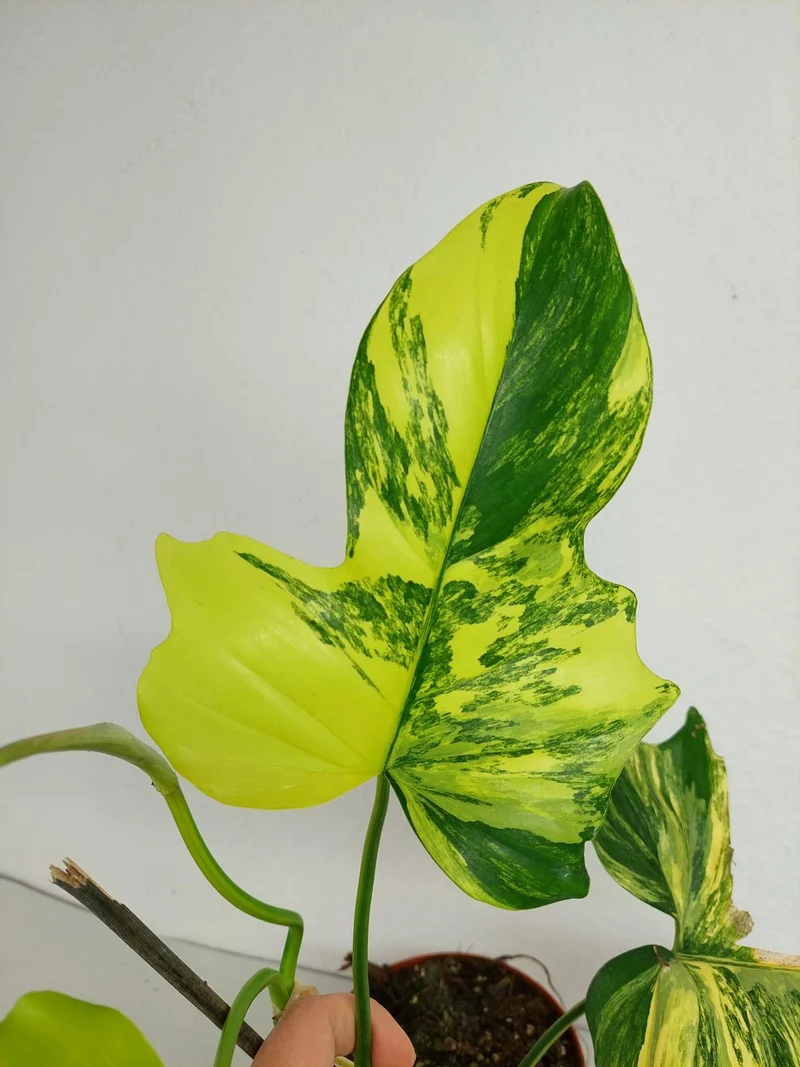 Philodendron Florida Beauty x Mayoi Variegata