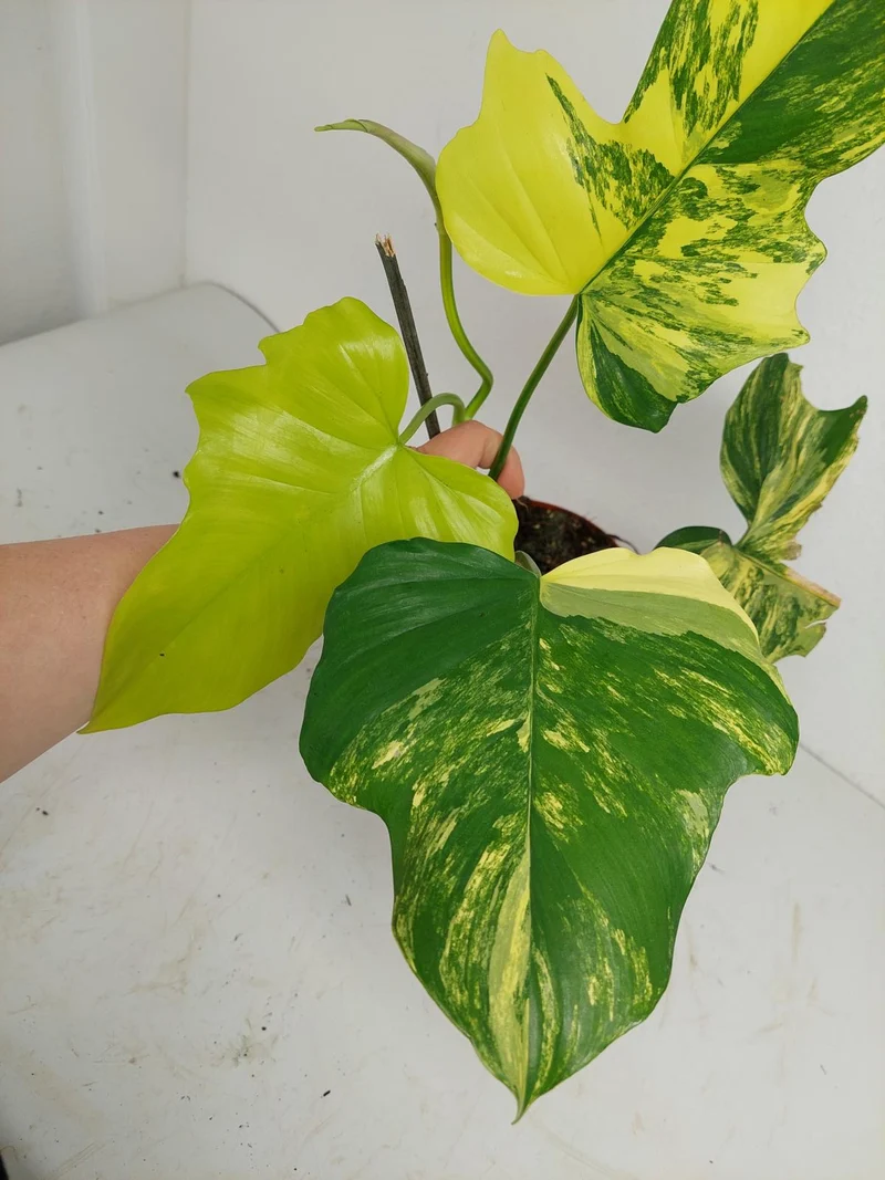 Philodendron Florida Beauty x Mayoi Variegata