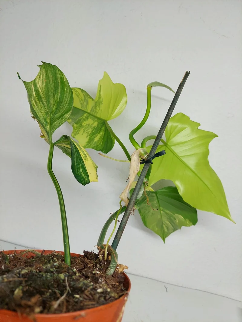 Philodendron Florida Beauty x Mayoi Variegata