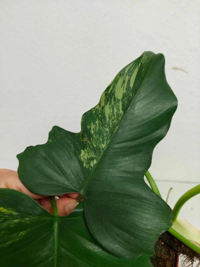 Philodendron Florida Beauty x Mayoi Variegata