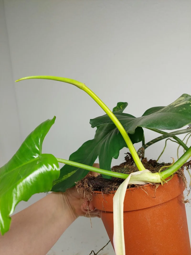 Philodendron Florida Beauty x Mayoi Variegata