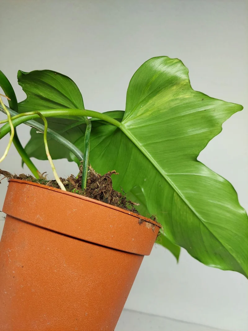 Philodendron Florida Beauty x Mayoi Variegata