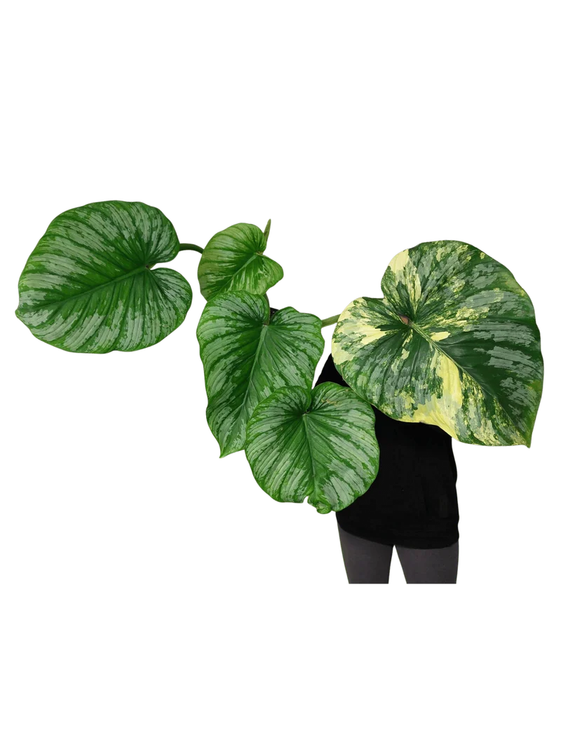 Philodendron Mamei Variegata vergrünt