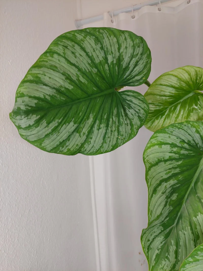 Philodendron Mamei Variegata vergrünt