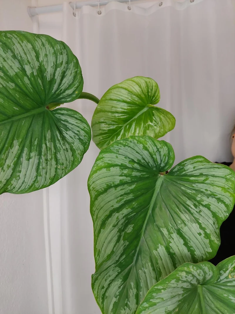 Philodendron Mamei Variegata vergrünt