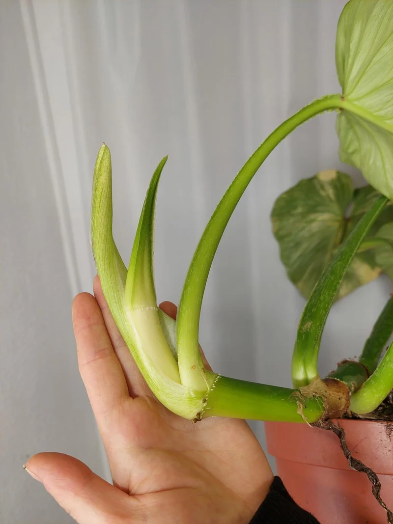 Philodendron Mamei Variegata vergrünt