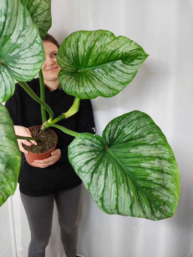 Philodendron Mamei Variegata vergrünt