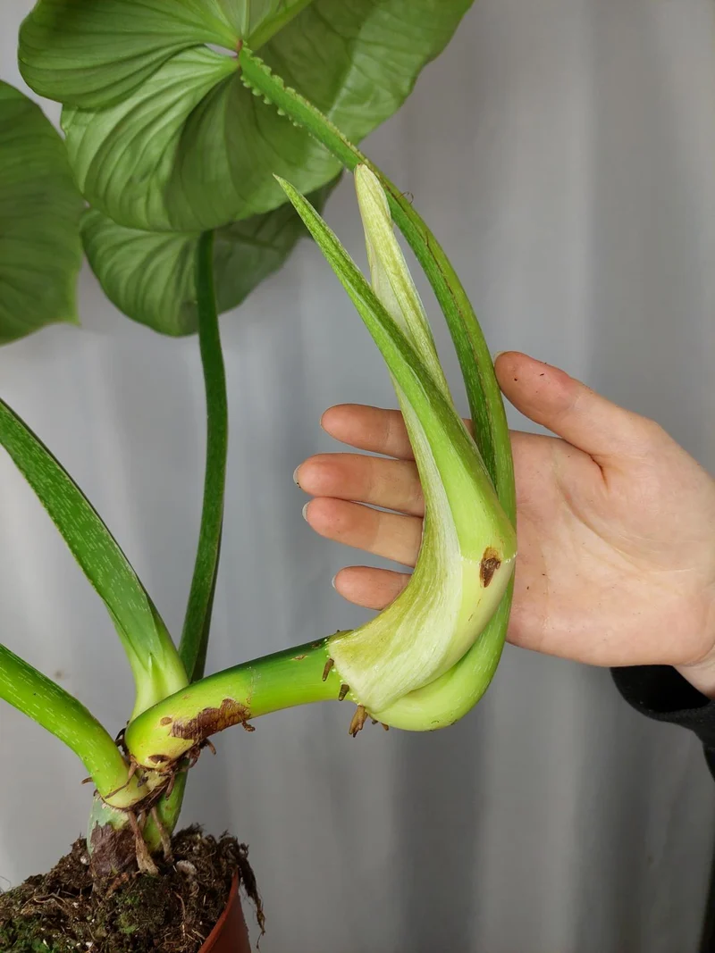 Philodendron Mamei Variegata vergrünt