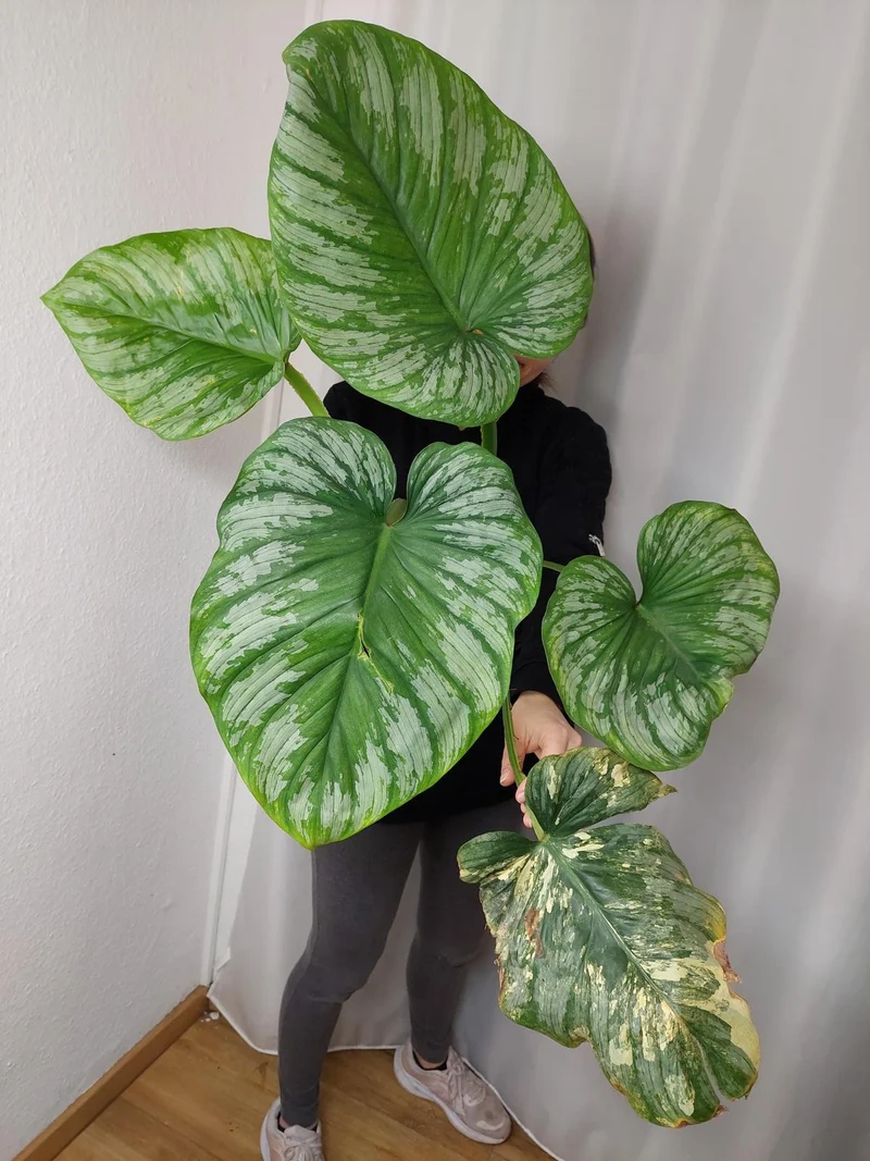 Philodendron Mamei Variegata vergrünt