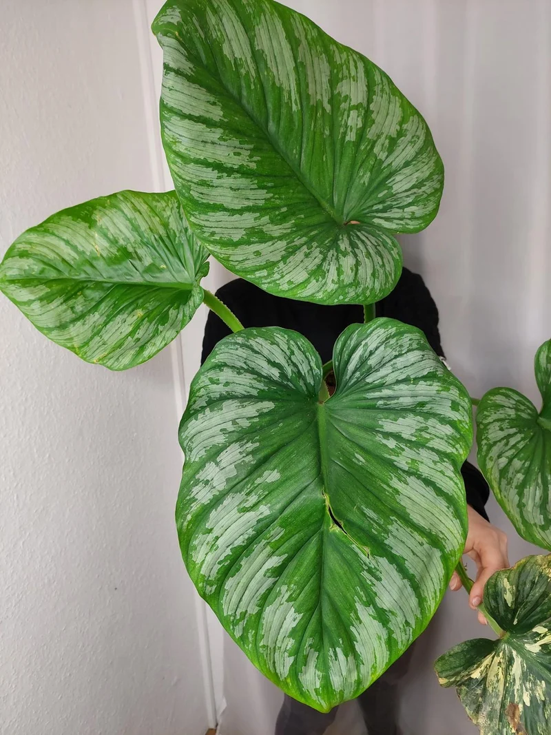Philodendron Mamei Variegata vergrünt