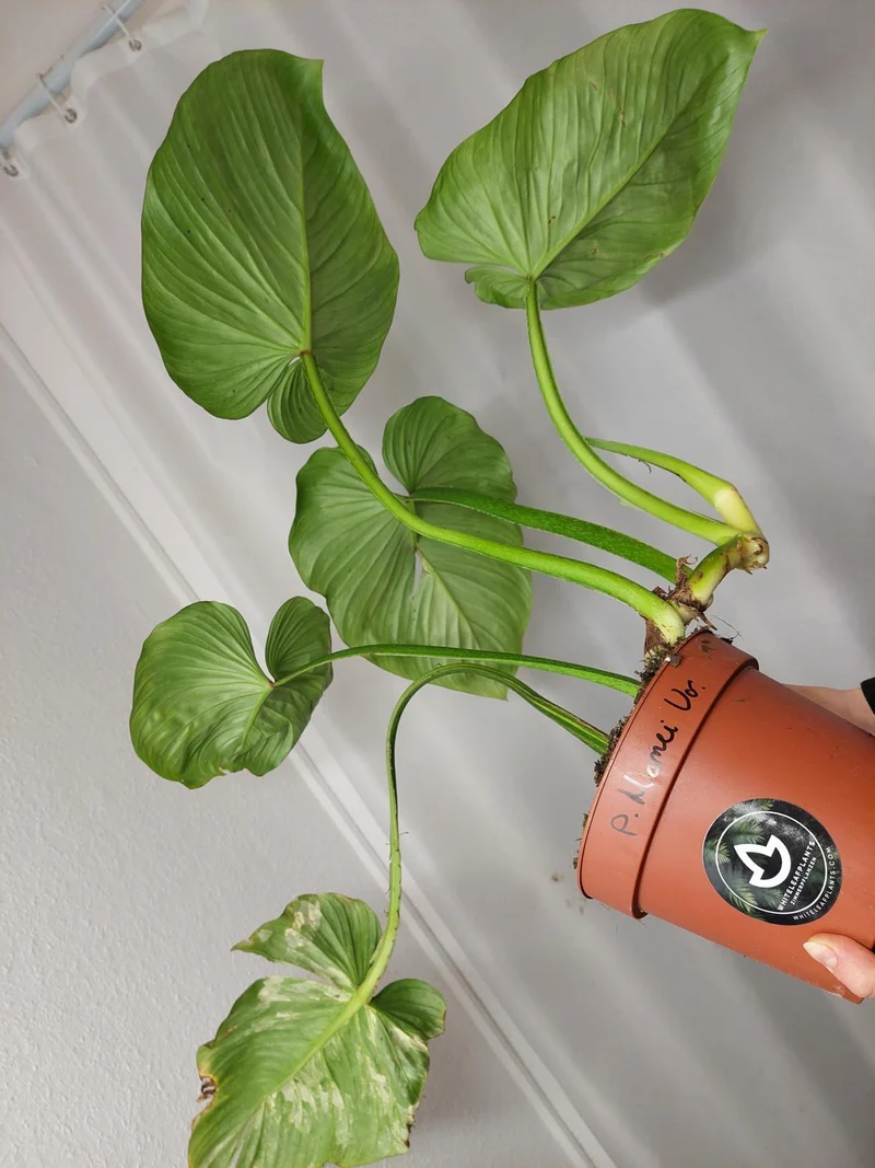 Philodendron Mamei Variegata vergrünt