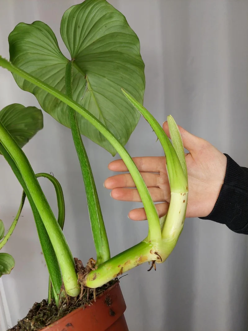 Philodendron Mamei Variegata vergrünt