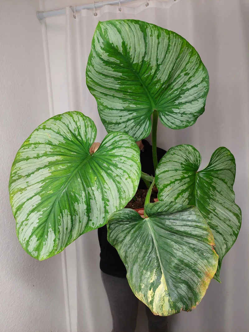 Philodendron Mamei Variegata vergrünt