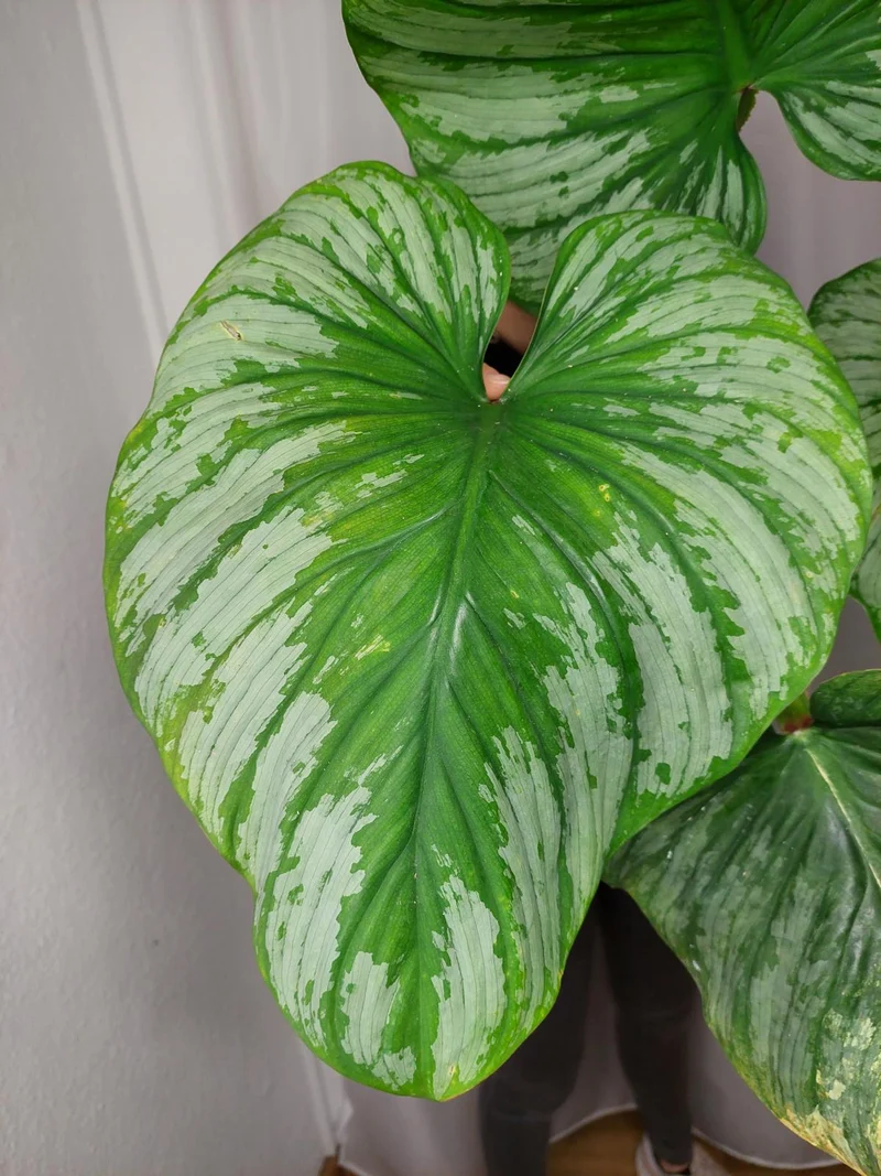 Philodendron Mamei Variegata vergrünt