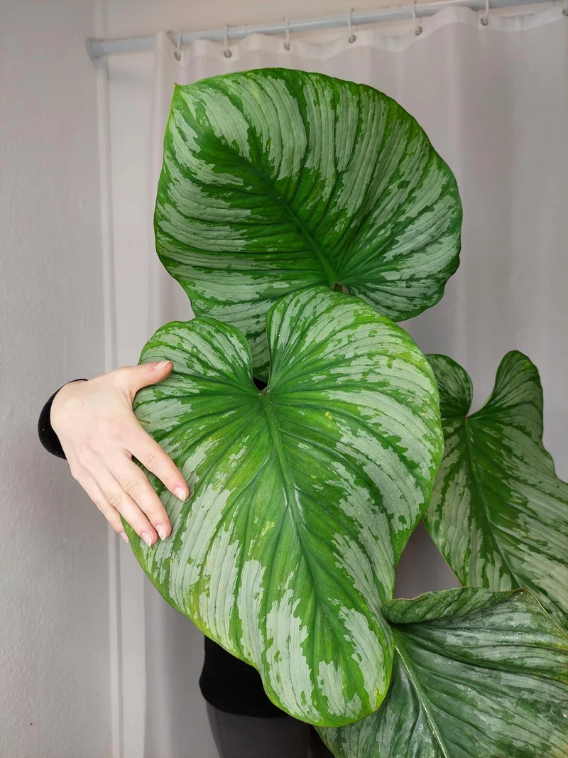 Philodendron Mamei Variegata vergrünt