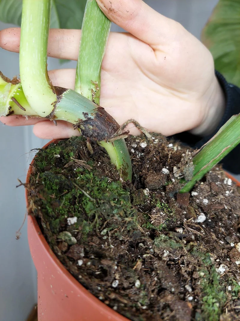 Philodendron Mamei Variegata vergrünt