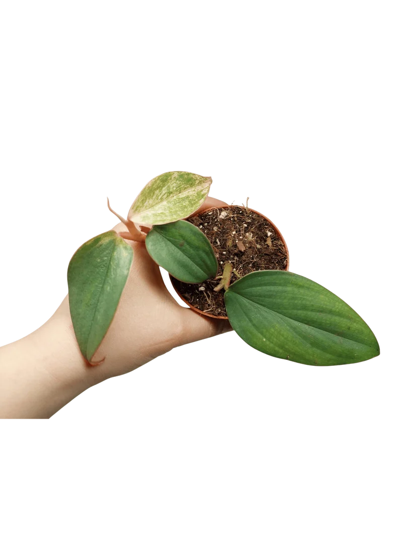 Philodendron Burle Marx Fantasy Pink Variegata