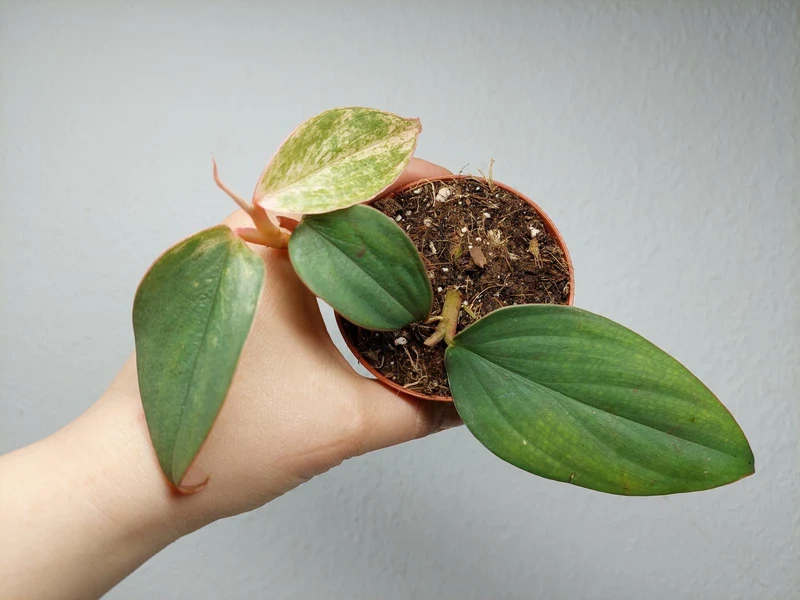 Philodendron Burle Marx Fantasy Pink Variegata