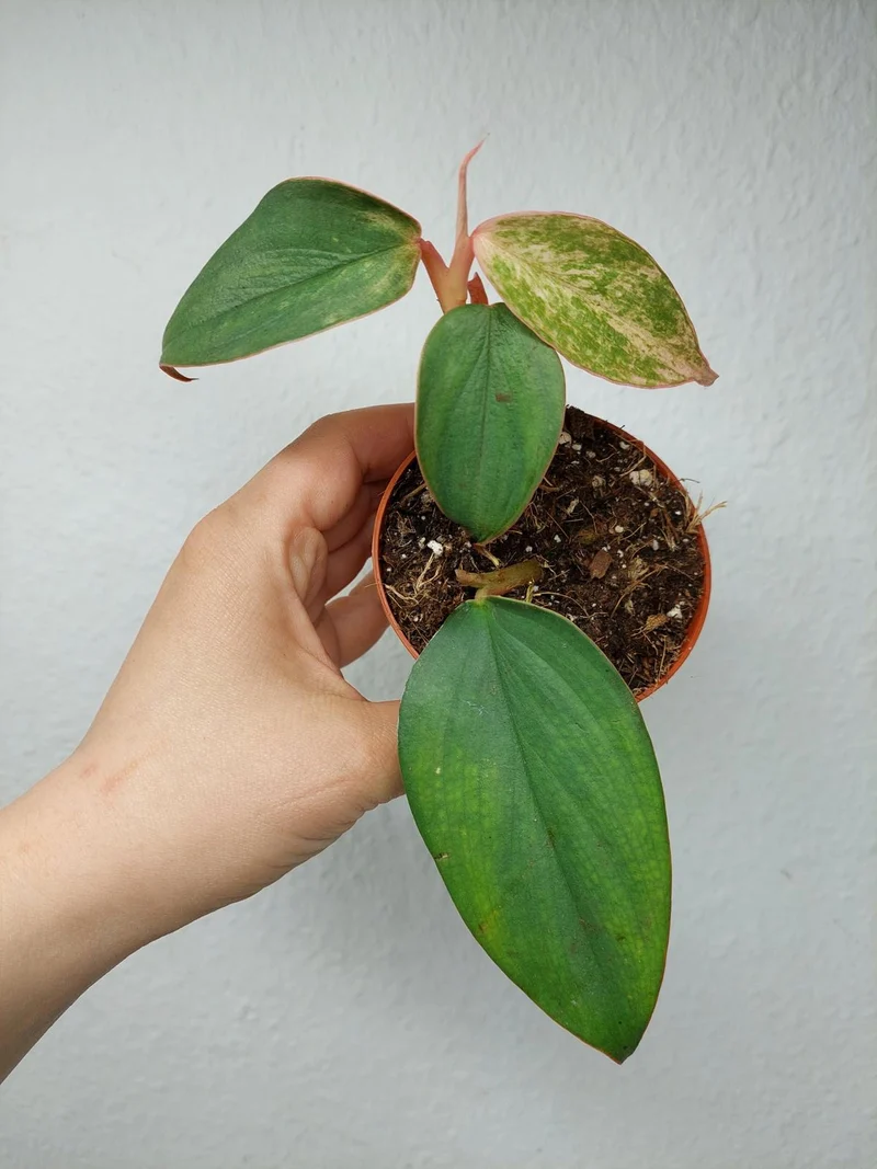 Philodendron Burle Marx Fantasy Pink Variegata