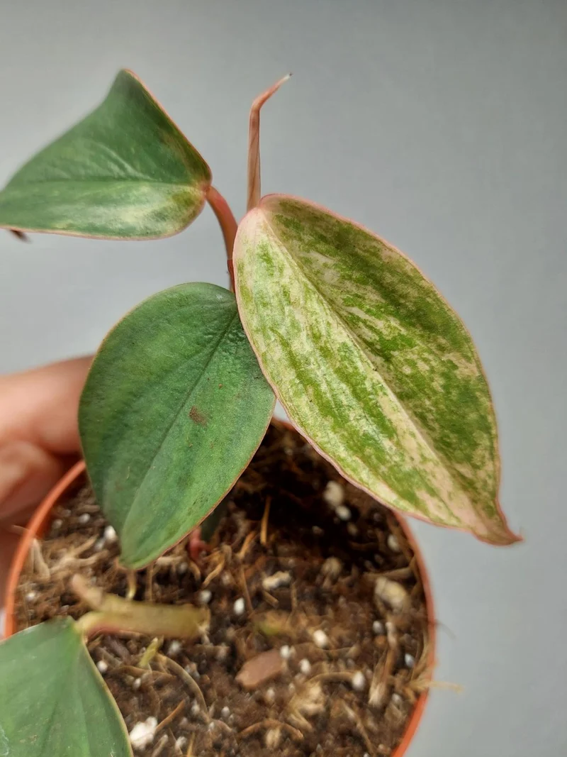 Philodendron Burle Marx Fantasy Pink Variegata