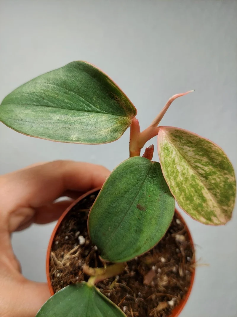 Philodendron Burle Marx Fantasy Pink Variegata