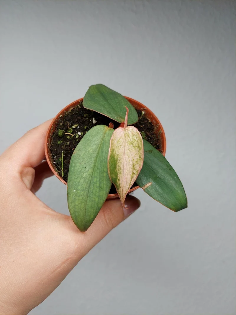 Philodendron Burle Marx Fantasy Pink Variegata