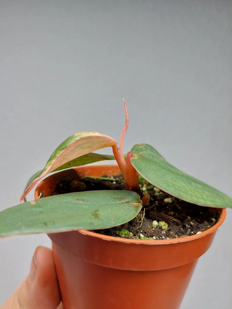 Philodendron Burle Marx Fantasy Pink Variegata