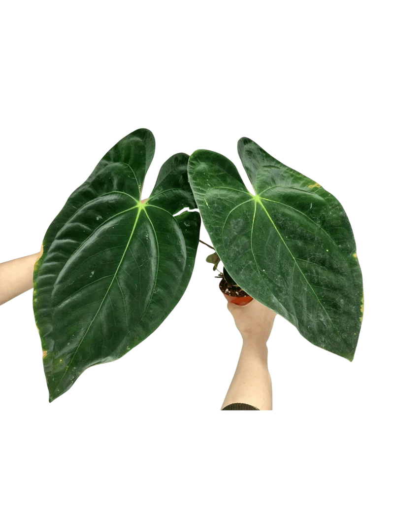 Anthurium Papillilaminum x Dressleri