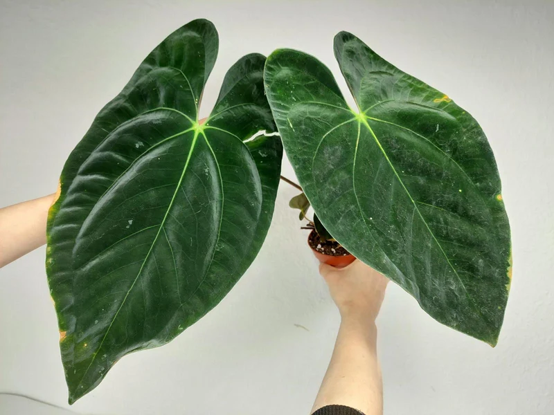 Anthurium Papillilaminum x Dressleri