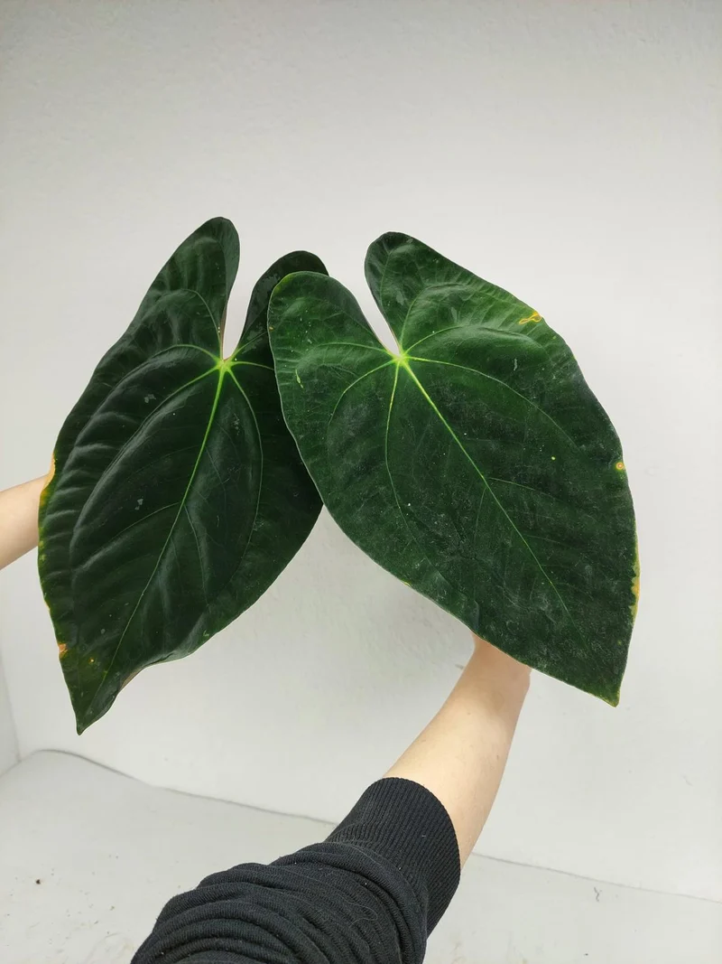 Anthurium Papillilaminum x Dressleri
