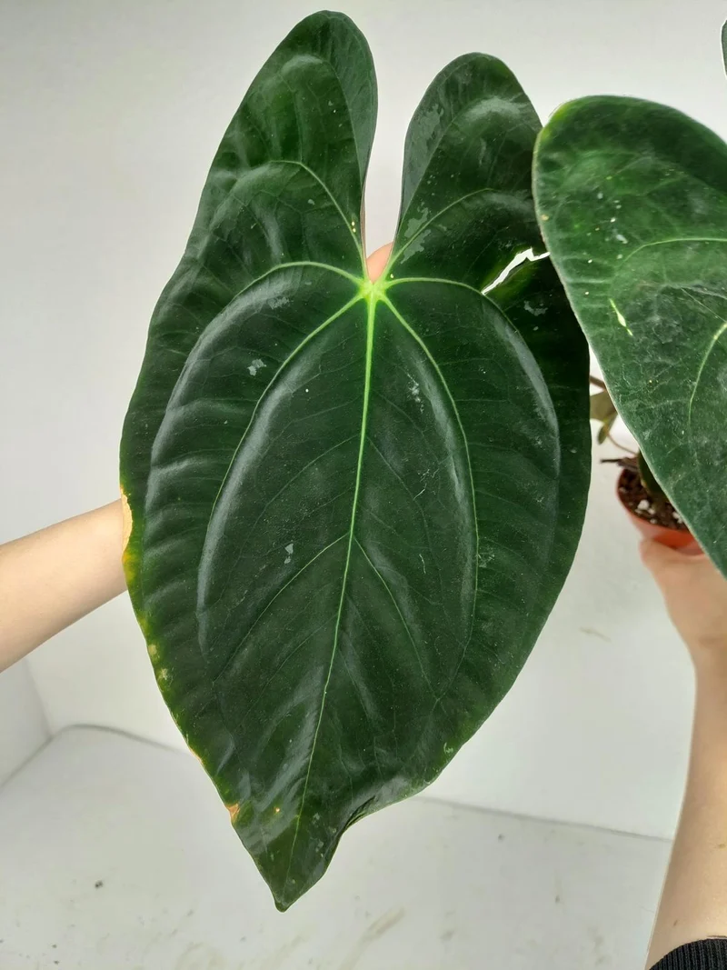 Anthurium Papillilaminum x Dressleri