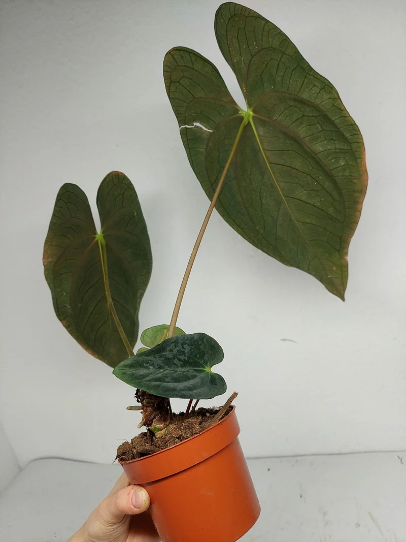 Anthurium Papillilaminum x Dressleri