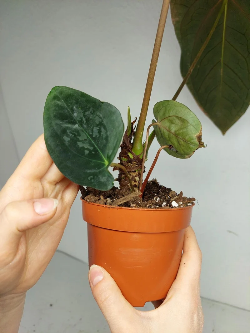 Anthurium Papillilaminum x Dressleri