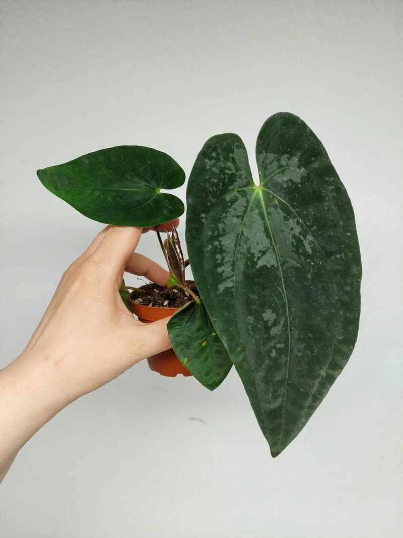 Anthurium Papillilaminum x Dressleri