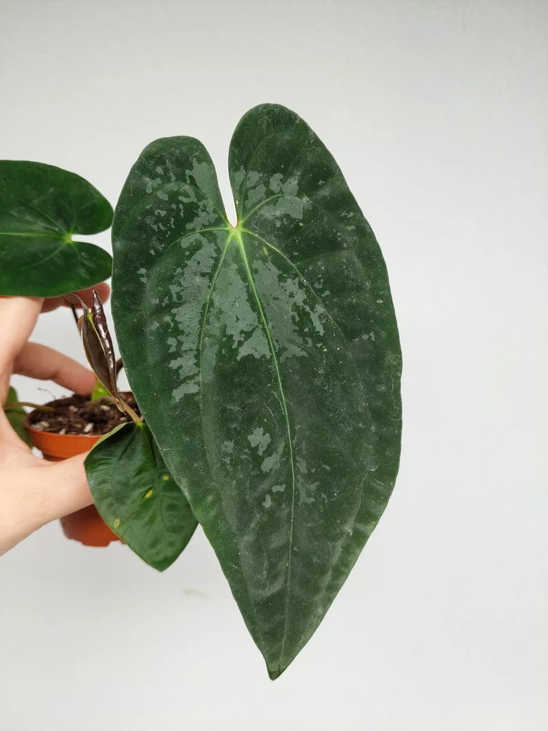 Anthurium Papillilaminum x Dressleri