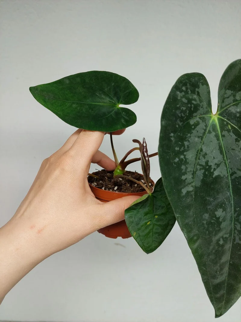 Anthurium Papillilaminum x Dressleri