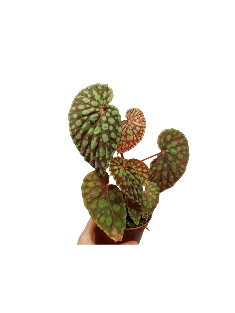 Begonia Chlorosticta