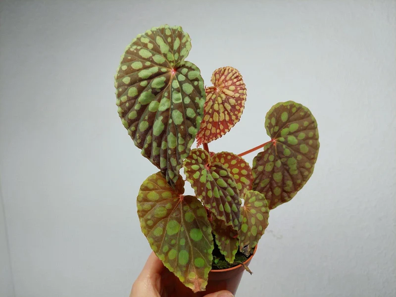 Begonia Chlorosticta