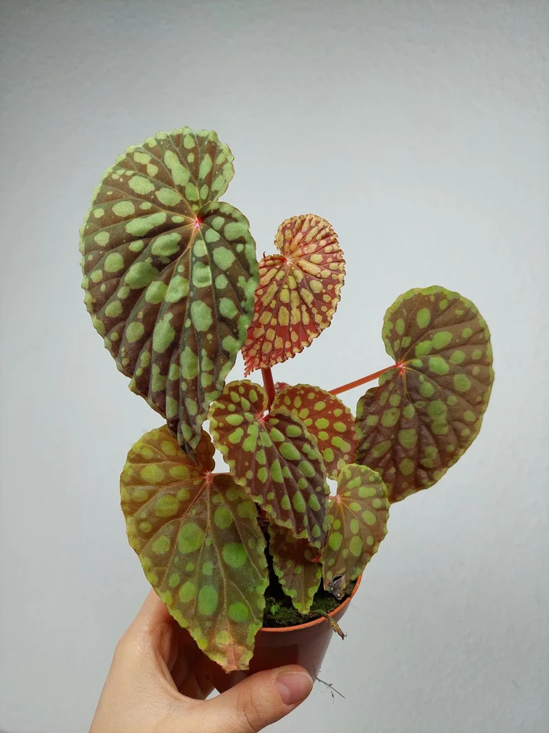 Begonia Chlorosticta