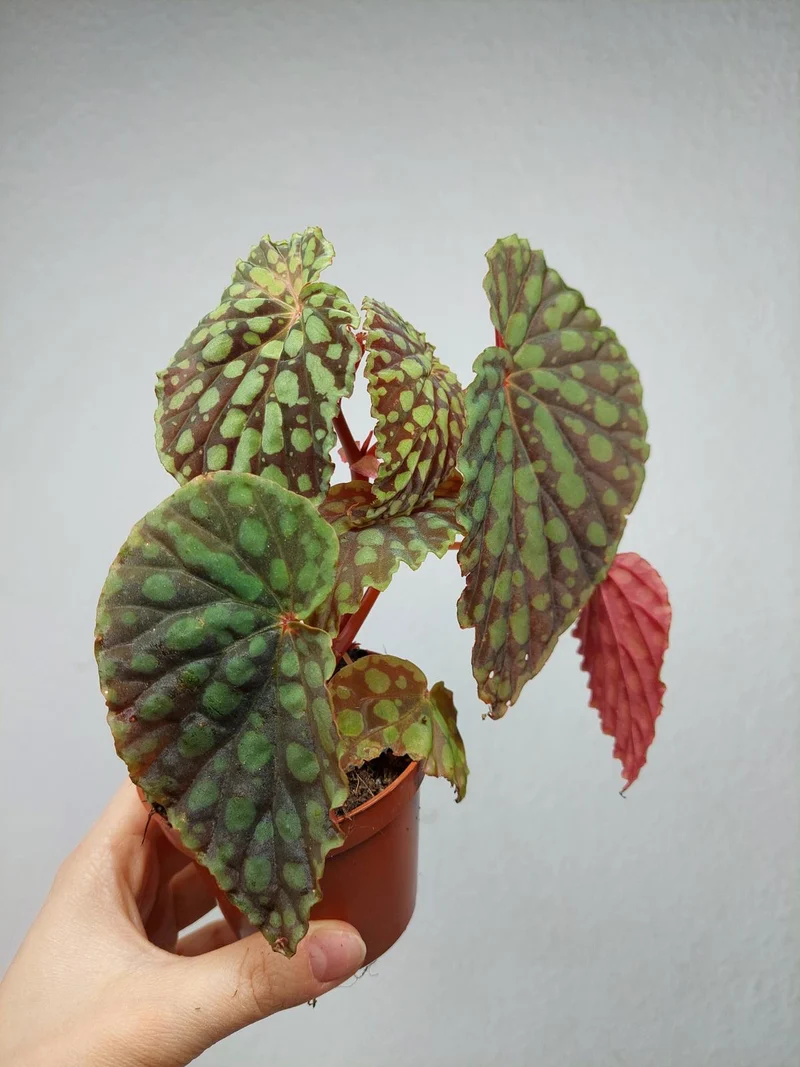 Begonia Chlorosticta